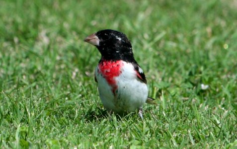 Rose-breasted Grosbeak