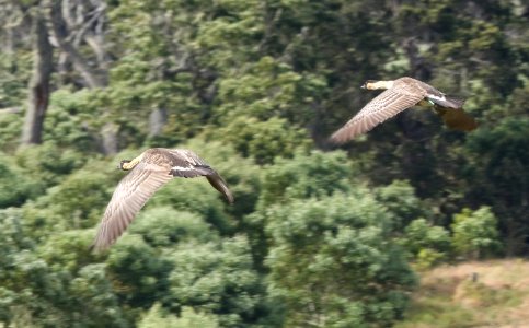 NENE (8-30-2017) hakalau forest national wildlife refuge, hawaii co, hawaii -07