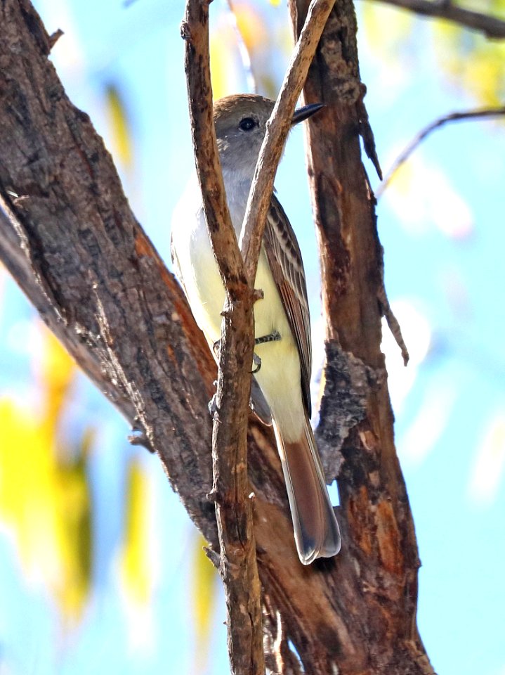 591 - ASH-THROATED FLYCATCHER (11-18-2017) patagonia lake birding trail, santa cruz co, az -01