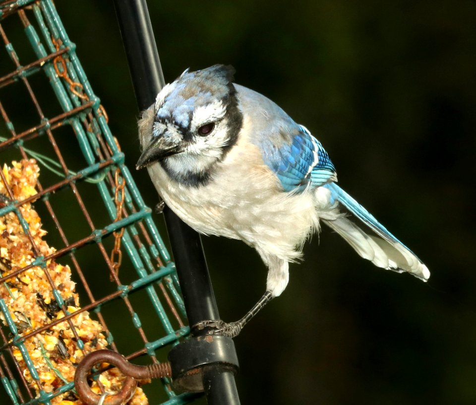 639 - BLUE JAY (9-27-2018) pepperell, middlesex co, ma -07