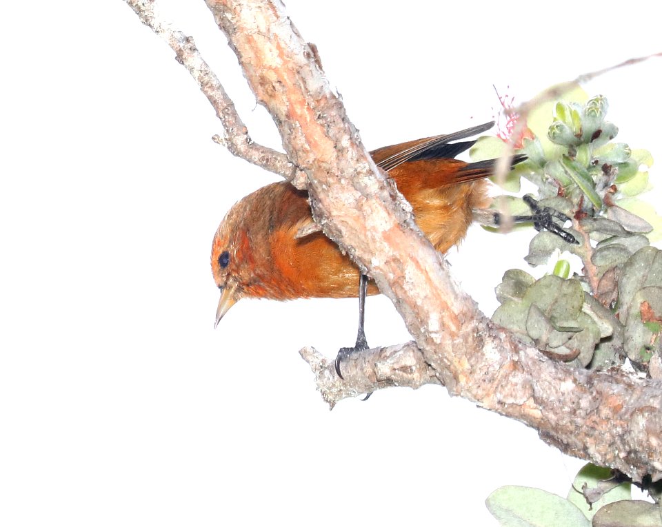 AKEPA (8-30-2017) hakalau forest national wildlife refuge, hawaii co, hawaii -06 imm male