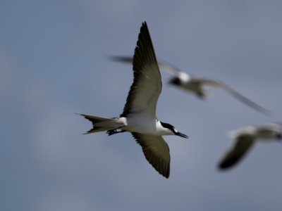 Sooty Tern photo