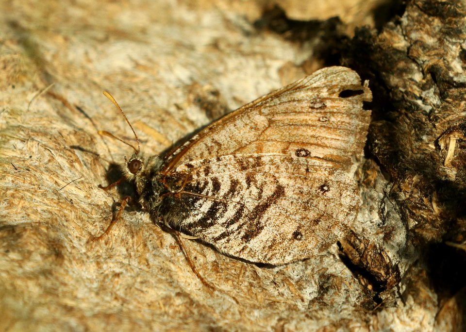 UHLER'S ARCTIC(Oeneis uhleri) (7-15-2019) 8000 ft, dead indian pass, shoshone nat forest, park co, wy -01