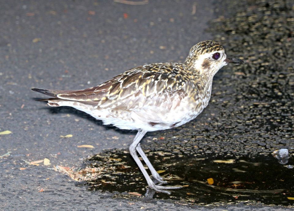 PACIFIC GOLDEN-PLOVER (8-29-2017) royal kona resort, kailua-kona, hawaii -01