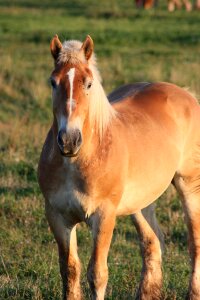 Animal country outdoors photo