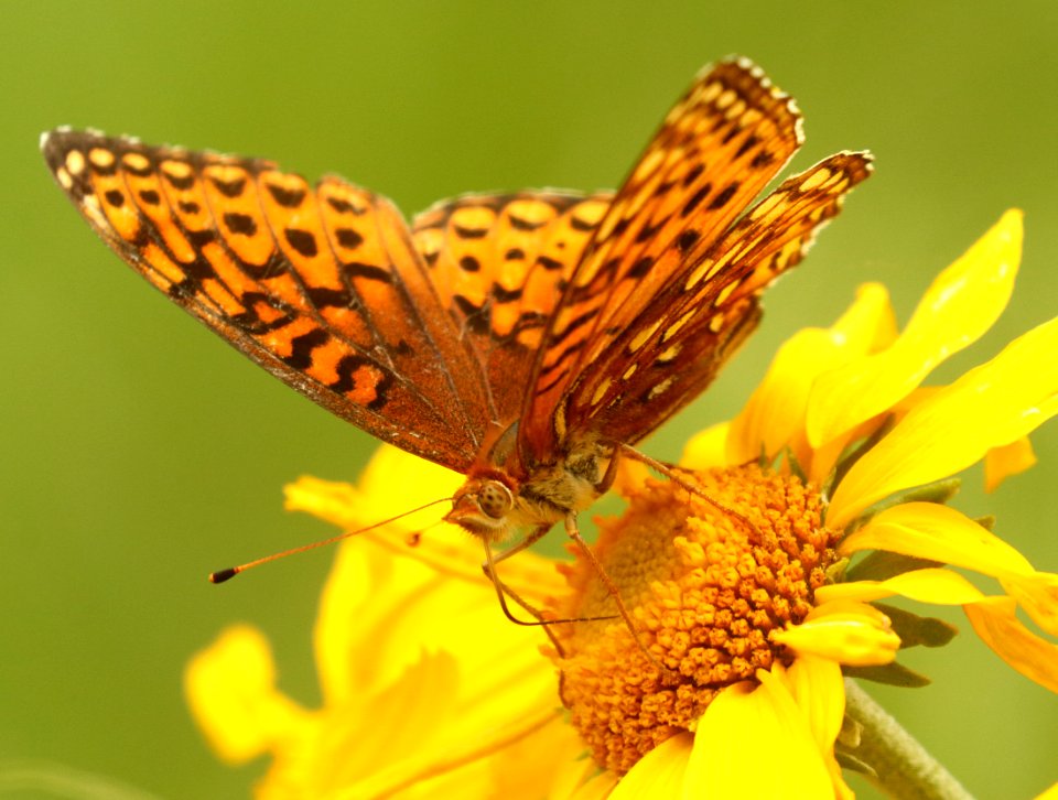 FRITLLARY, APHRODITE (Speyeria aphrodite) (8-14-2019) 9100 ft, hannigan meadow, apache-sitgreaves nat for, greenlee co, az -02
