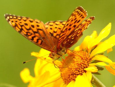 FRITLLARY, APHRODITE (Speyeria aphrodite) (8-14-2019) 9100 ft, hannigan meadow, apache-sitgreaves nat for, greenlee co, az -02