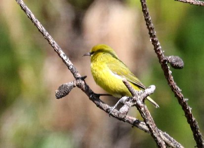 MAUI ALAUAHIO (5-3-2018) hosmer grove, haleakala nat park, maui co, hawaii -08