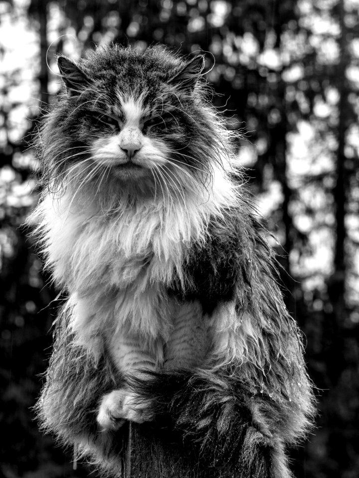 polecat Feb 2016-3 BW