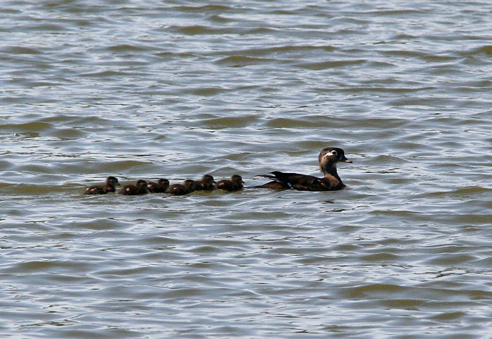 DUCK, WOOD (4-6-08) atascadero lake -2