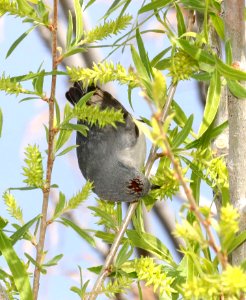 810 - LUCY'S WARBLER (3-21-2018) patagonia lake, santa cruz co, az -01