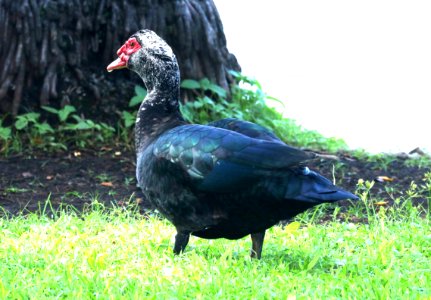 MUSCOVY DUCK (domestic type) (9-6-2017)  Waiakea Pond, hilo, hawai'i co, hawaii -01
