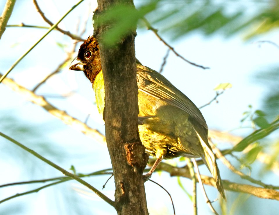 915 - CRIMSON-COLLARED GROSBEAK (4-25-2019) quinta matzatlan, hidalgo co, tx -07