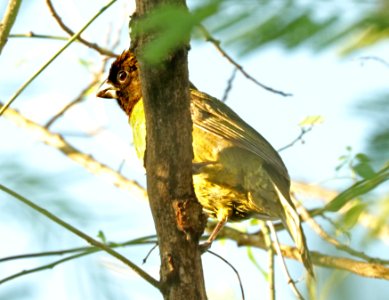 915 - CRIMSON-COLLARED GROSBEAK (4-25-2019) quinta matzatlan, hidalgo co, tx -07