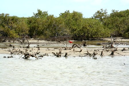 Scarlet Ibis