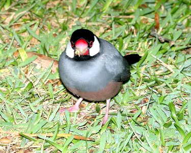 JAVA SPARROW (8-28-2017) royal kona resort, kailua-kona, hawaii (5)