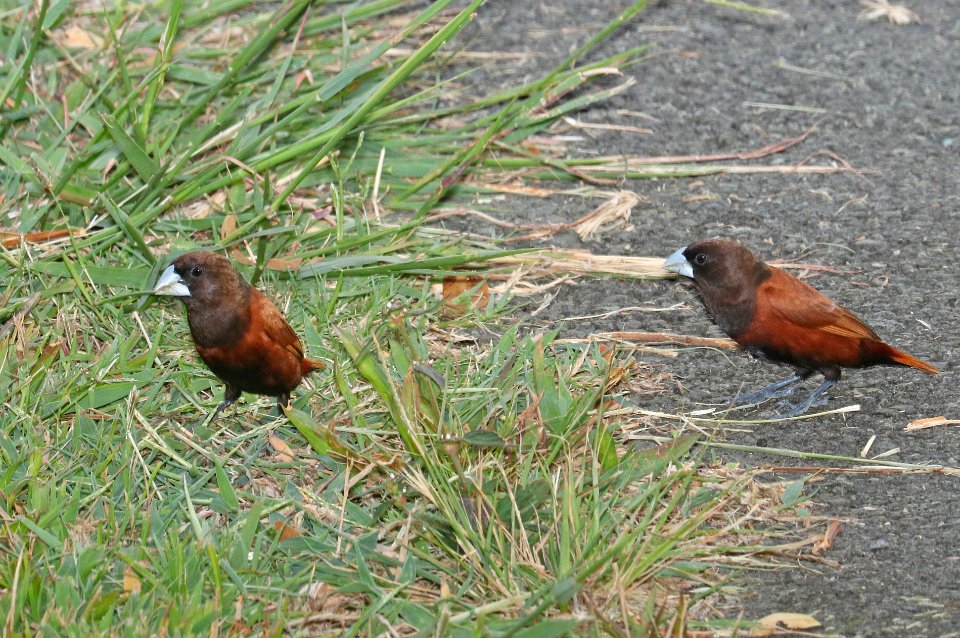 CHESTNUT MUNIA (9-19-2017) turtle bay resort, oahu, hawaii -02
