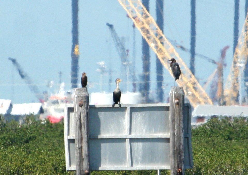Neotropic Cormorant