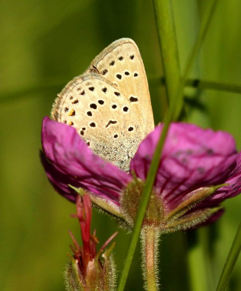 BLUE, GREENISH (Plebejus saepiolus) (7-20-2019) 6300 ft, emerald lake c g, custer-gallatin nat forest,  -01