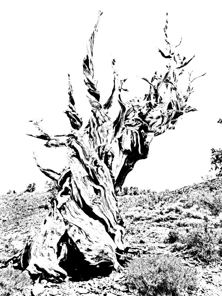 INYO BRISTLECONES & CAMPSITE (8-13-2017) - 04 BW5