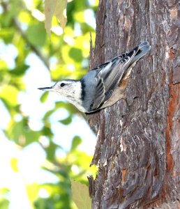 686 - WHITE-BREASTED NUTHATCH (6-10-2017) howell woods learning center, johnston co, nc -01 (2)