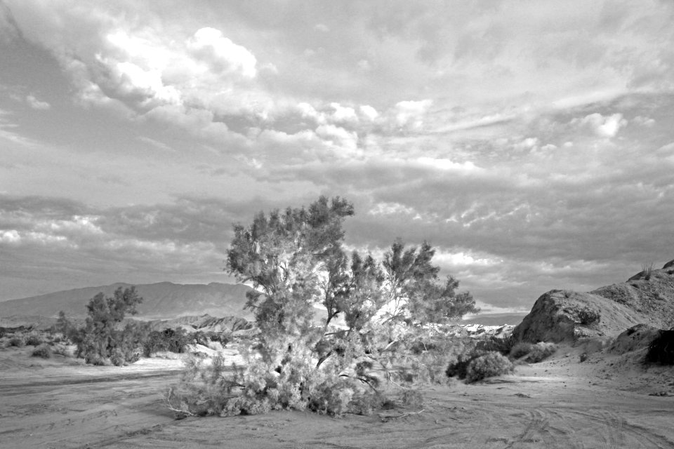 CA - VALLACITO VALLEY CAMPSITE (1-6-2017) anza-borrego state park, san diego co, ca -15 BW
