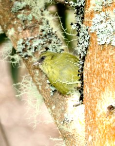 HAWAII CREEPER (8-30-2017) hakalau forest national wildlife refuge, hawaii co, hawaii -30 female (5)