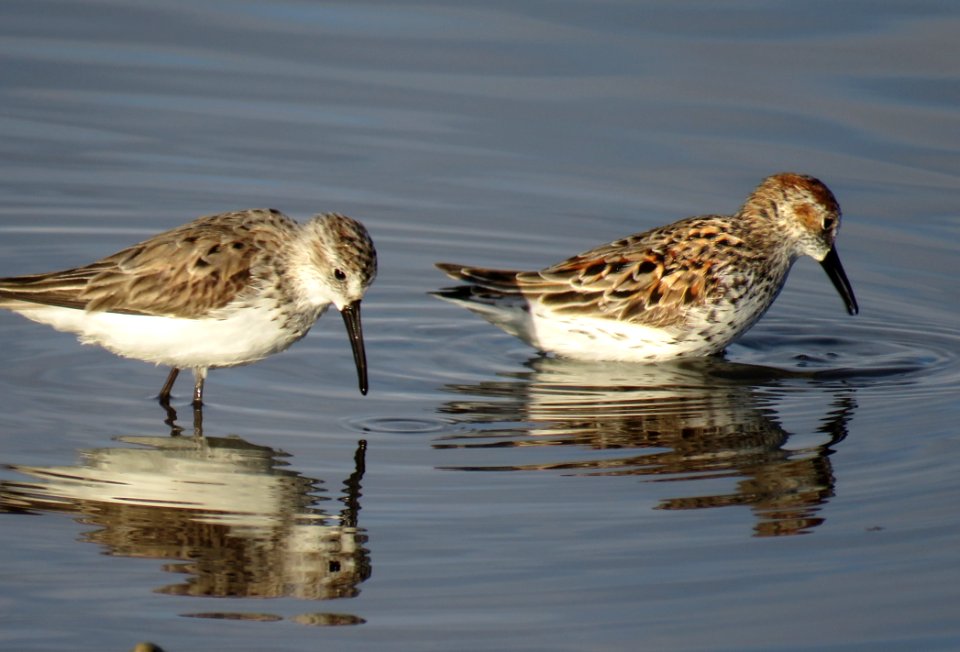 312 - WESTERN SANDPIPER (4-7-2020) campsite at niland county park, imperial co, ca -02