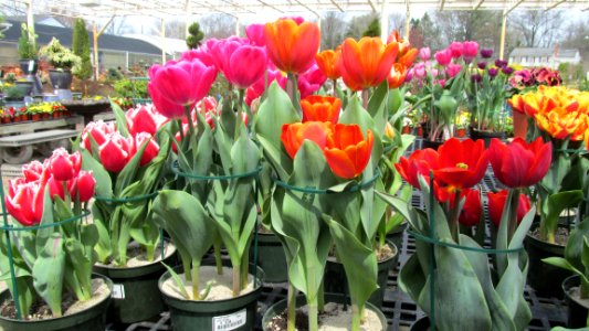 Tulips