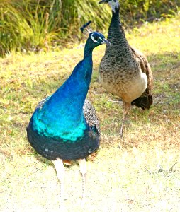 COMMON PEAFOWL (8-29-2017) makalei golf club, kalaoa, hawaii co, hawaii-01