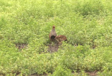 075 - GRAY PARTRIDGE (6-9-2018) grand forks co, nd -12