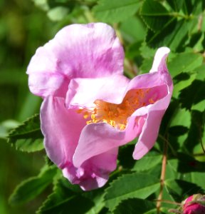 WILD ROSE (7-19-2019) 5400 ft, emerald lake c g,west rosebud road, custer-gallatin nat for, stillwater co, mt -16