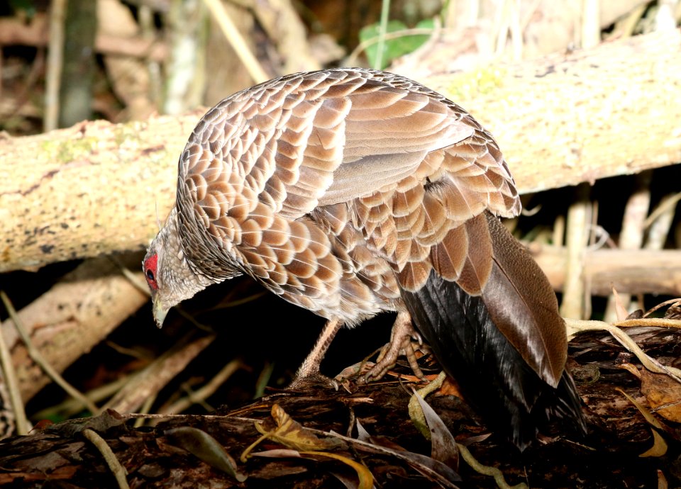 KALIJ PHEASANT (9-9-2017) kipukapuaulu trail, kilauea area, hawai'i co, hawaii -07 female