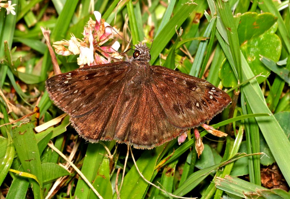 DUSKYWING, JUVENAL'S ( Erynnis juvenalis) (6-3-2017) campground road, outer banks,  dare co, nc -02