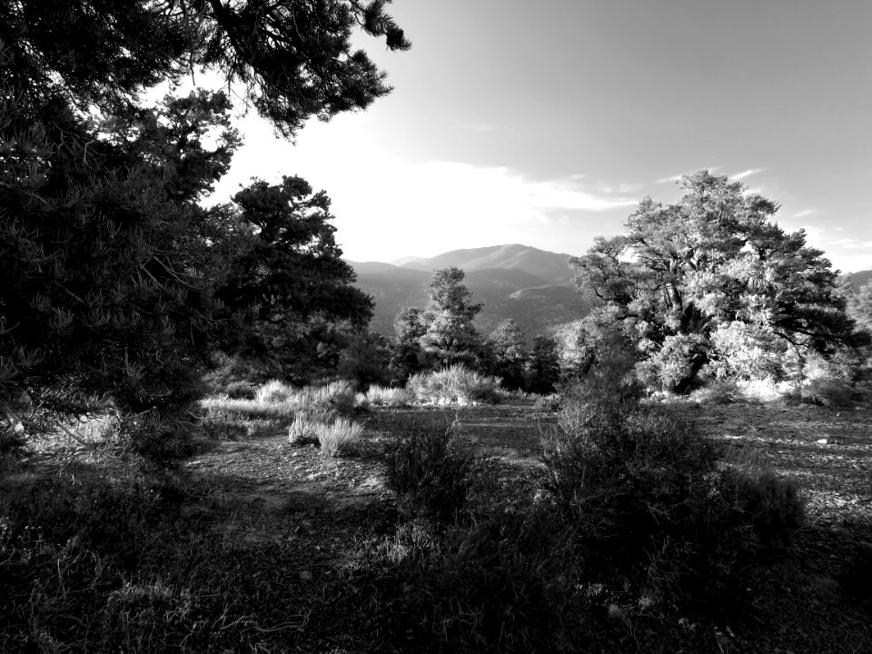 INYO BRISTLECONES & CAMPSITE (8-13-2017) - 26 BW1