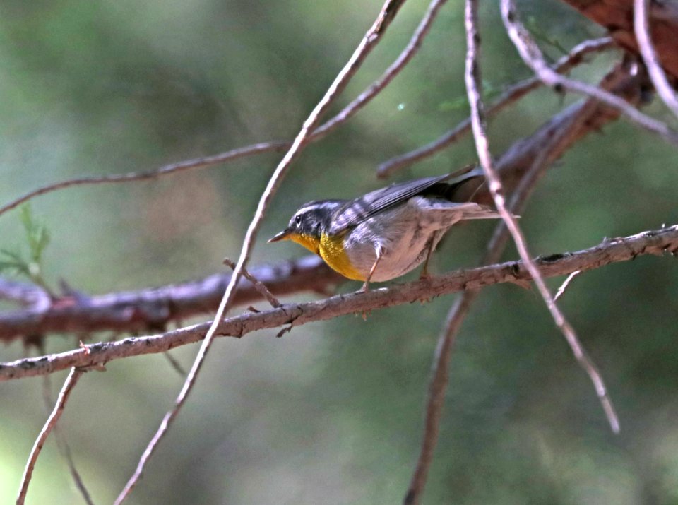 830 - CRESCENT-CHESTED WARBLER (4-29-2020) turkey creek, chiricahua mts, cochise co, az -09