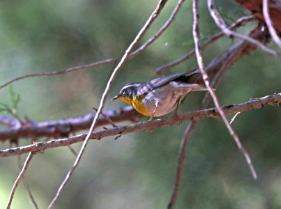 830 - CRESCENT-CHESTED WARBLER (4-29-2020) turkey creek, chiricahua mts, cochise co, az -09