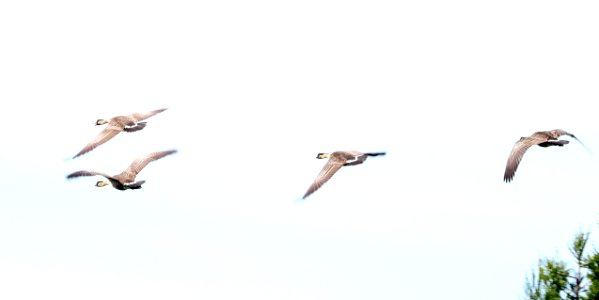 NENE (8-30-2017) hakalau forest national wildlife refuge, hawaii co, hawaii -01