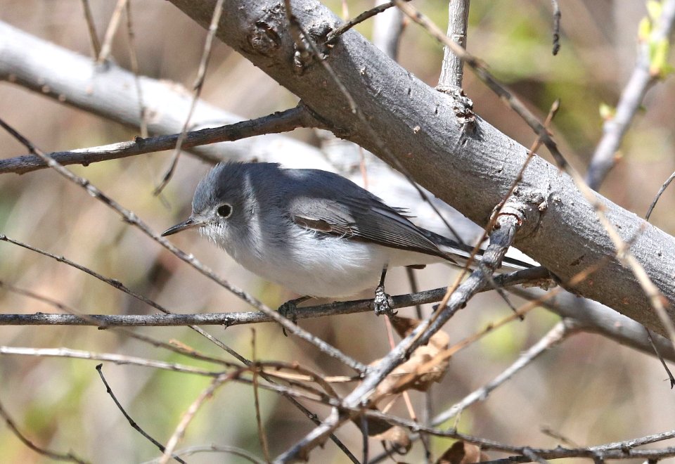 704 - BLACK-CAPPED GNATCATCHER (2-25-2018) patagonia lake, santa cruz co, az -04