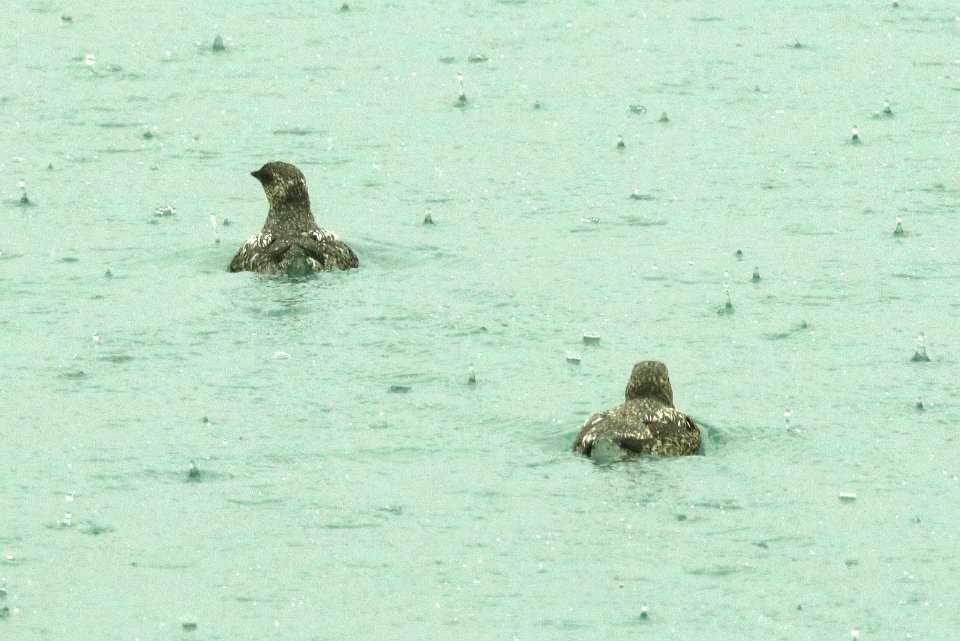 408 - KITTLITZ'S MURRELET (6-16-2019) northwest glacier tour, kenai fjords nat park, out of seward, ak -06