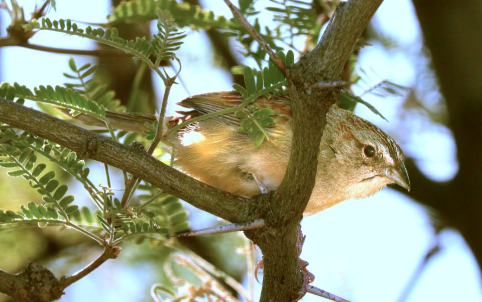 867 - BOTTERI'S SPARROW (6-1-2019) hereford, cochise co, az -03
