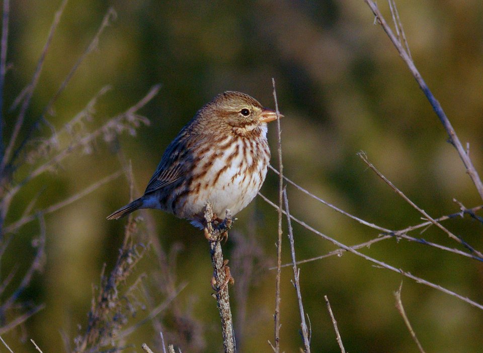 SPARROW, SAVANNAH (11-21-07) large-billed -1