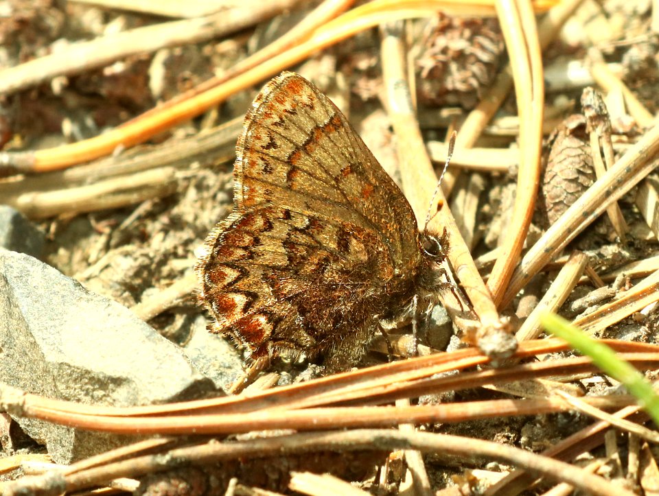 ELFIN, WESTERN PINE (Callophrys eryphon) (6-25-2018) grant co, or -01