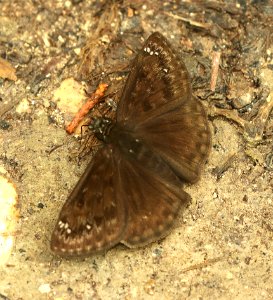DUSKYWING, MERIDIAN (Erynnis meridianus) (5-5-2019) lost maples state park, bandera co, tx -01
