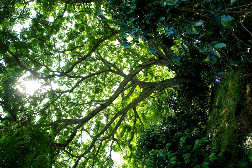4 shade-grown Kona coffee