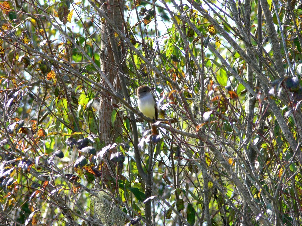 Ash-throated Flycatcher