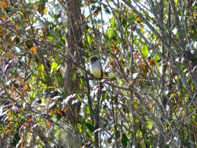 Ash-throated Flycatcher