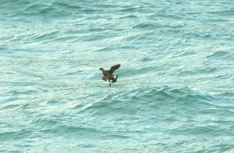 407 - MARBLED MURRELET (6-20-2019) juv, cross sound, ak -05