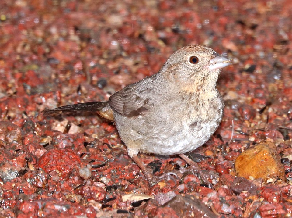 863 - CANYON TOWHEE (2-16-2018) 78 circulo montana, lake patagonia ranch estates, santa cruz co, az -01