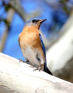 734 - AZURE EASTERN BLUEBIRD (4-14-2017) harshaw road, santa cruz co, az -06 male photo